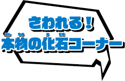さわれる！本物の化石コーナー